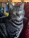 adoptable Cat in dallas, TX named Chirp