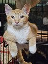 Tiancat - Photo 1