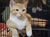 Tiancat - Photo 2