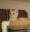 adoptable Cat in dallas, TX named Duffy