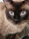 adoptable Cat in dallas, TX named Buddy