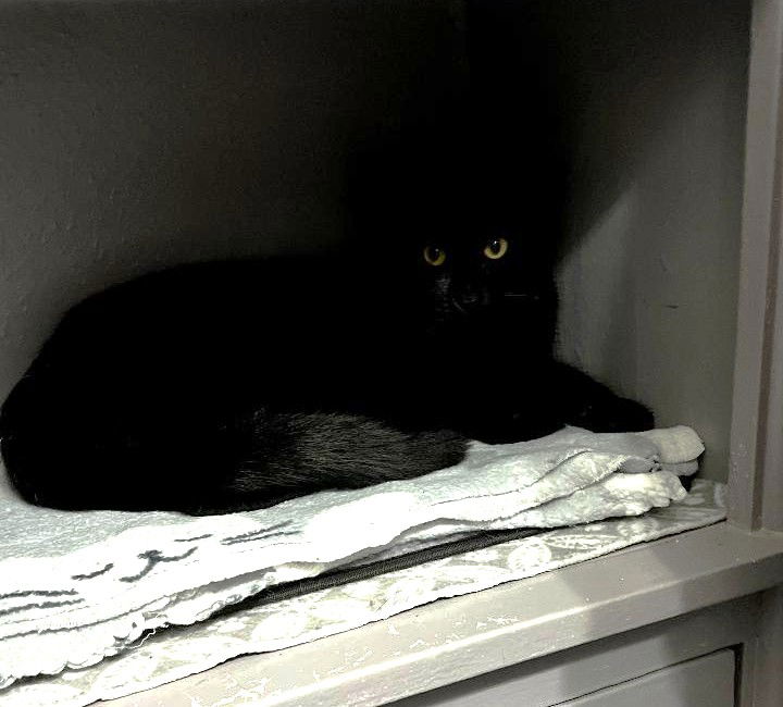 adoptable Cat in Dallas, TX named Jade