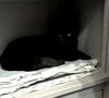 adoptable Cat in dallas, TX named Jade