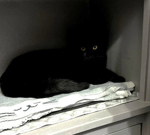 JADE - Domestic Short Hair available for adoption