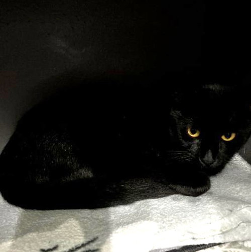 JADE - Domestic Short Hair available for adoption