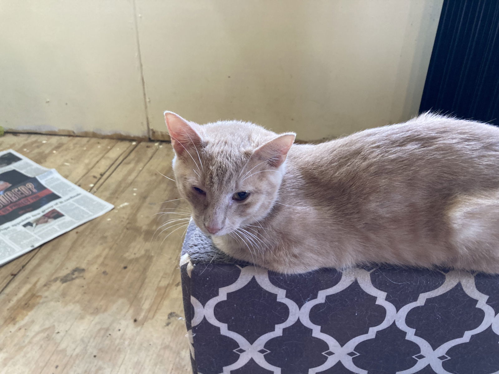 adoptable Cat in Dallas, TX named Fluffy