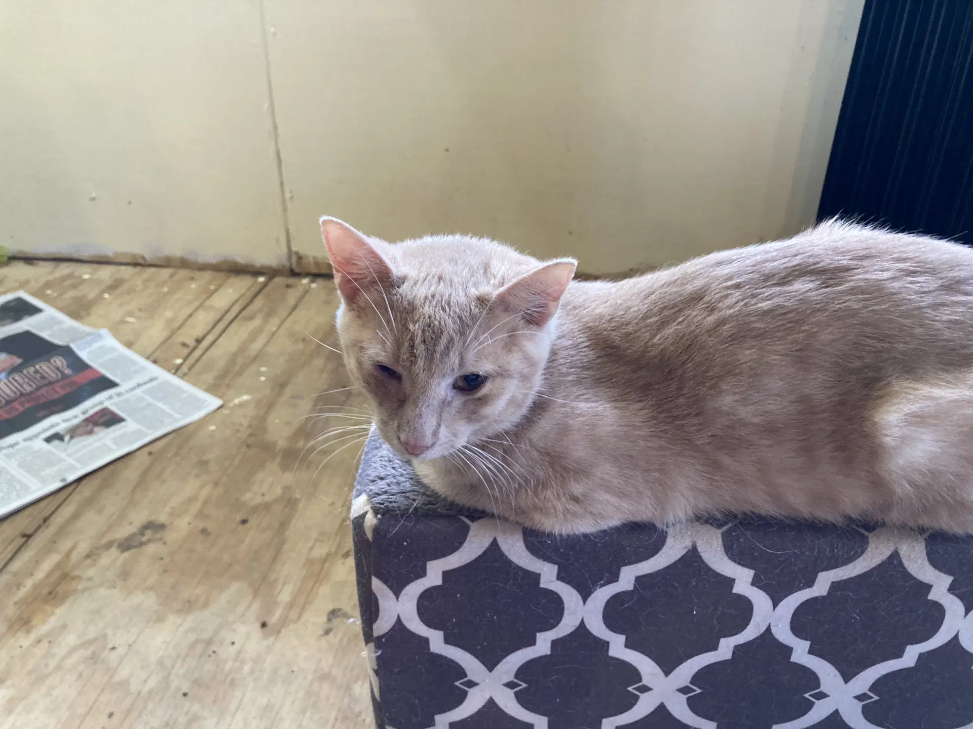 Fluffy - Tabby