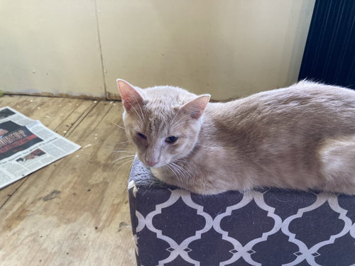 picture of the cat needing adoption