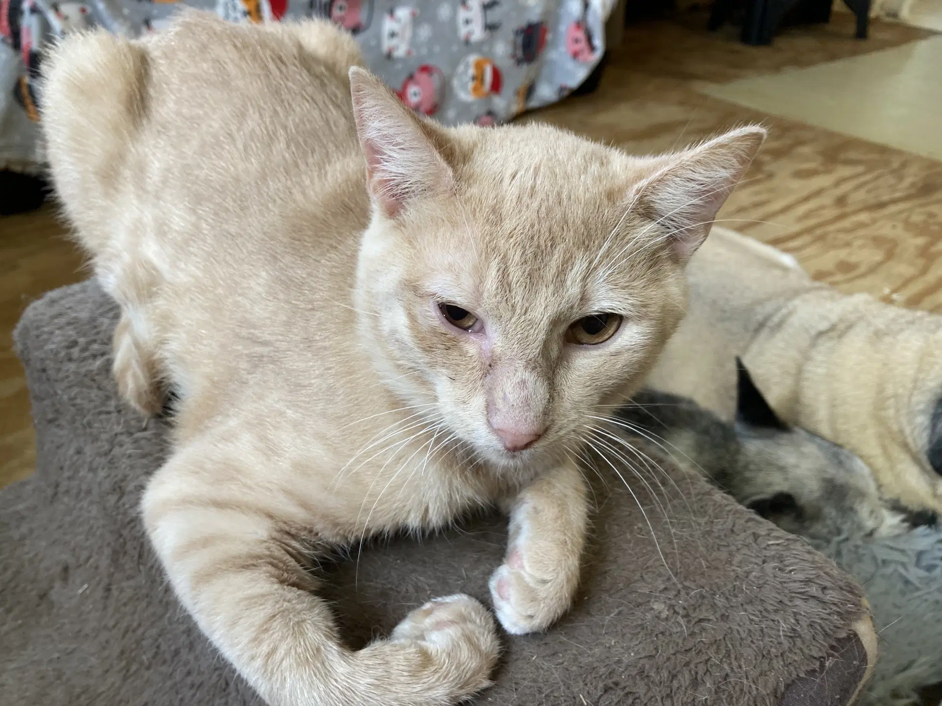 Fluffy image 2