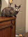 adoptable Cat in  named Nala