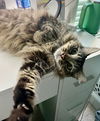 adoptable Cat in dallas, TX named Harrison