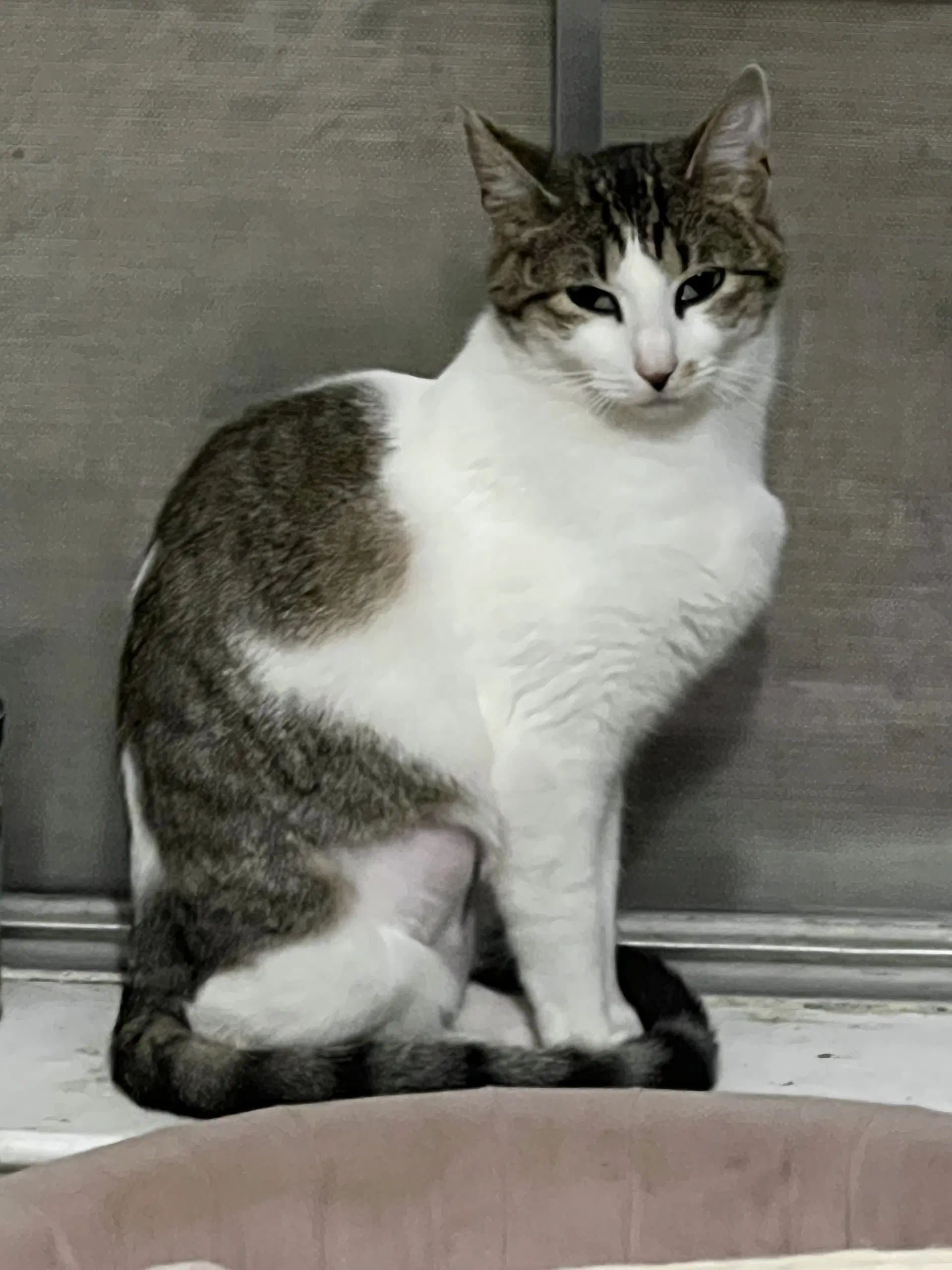 Pixie - Domestic Short Hair