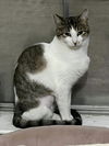adoptable Cat in dallas, TX named Pixie
