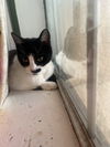 adoptable Cat in dallas, TX named Derry Meow