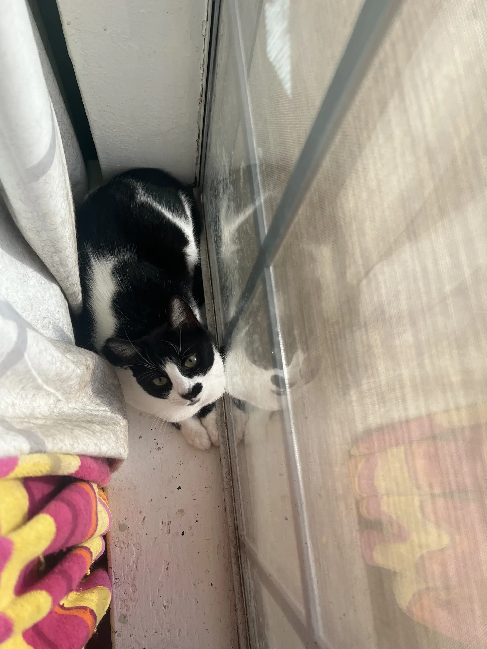 Derry Meow image 3