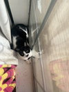 Derry Meow. - Photo 3