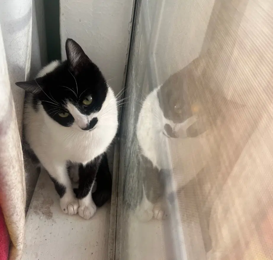 Derry Meow - Domestic Short Hair