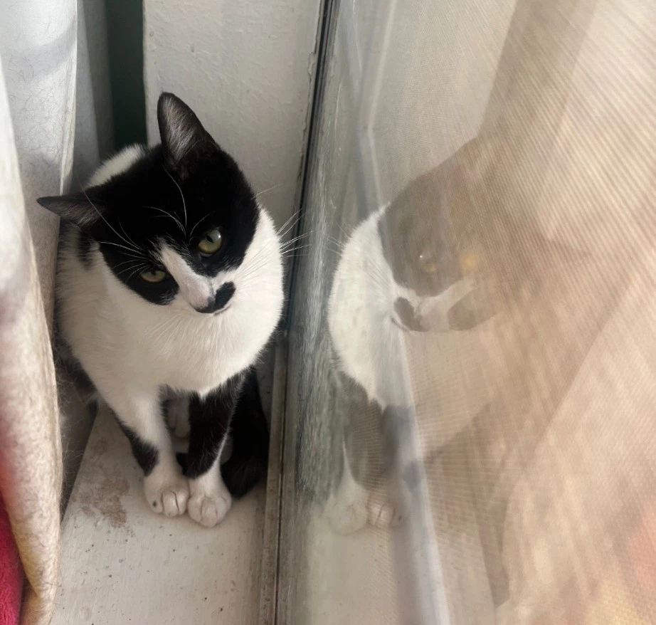 Derry Meow