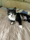 adoptable Cat in  named Charley
