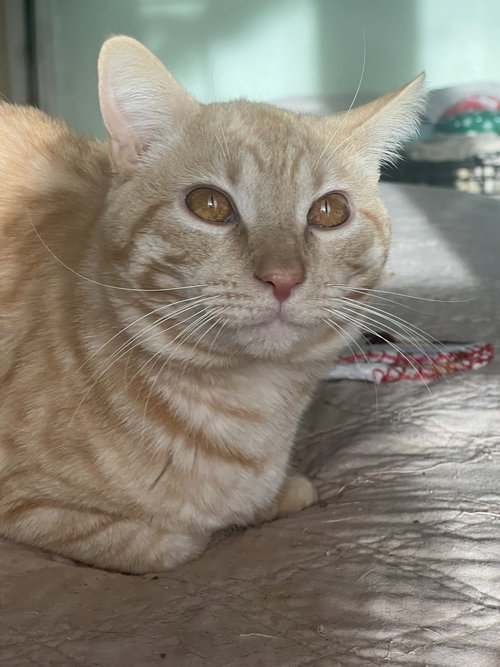 picture of the cat needing adoption
