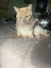 Le'Orange. - Photo 3