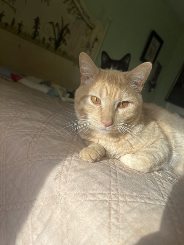 Le'Orange.