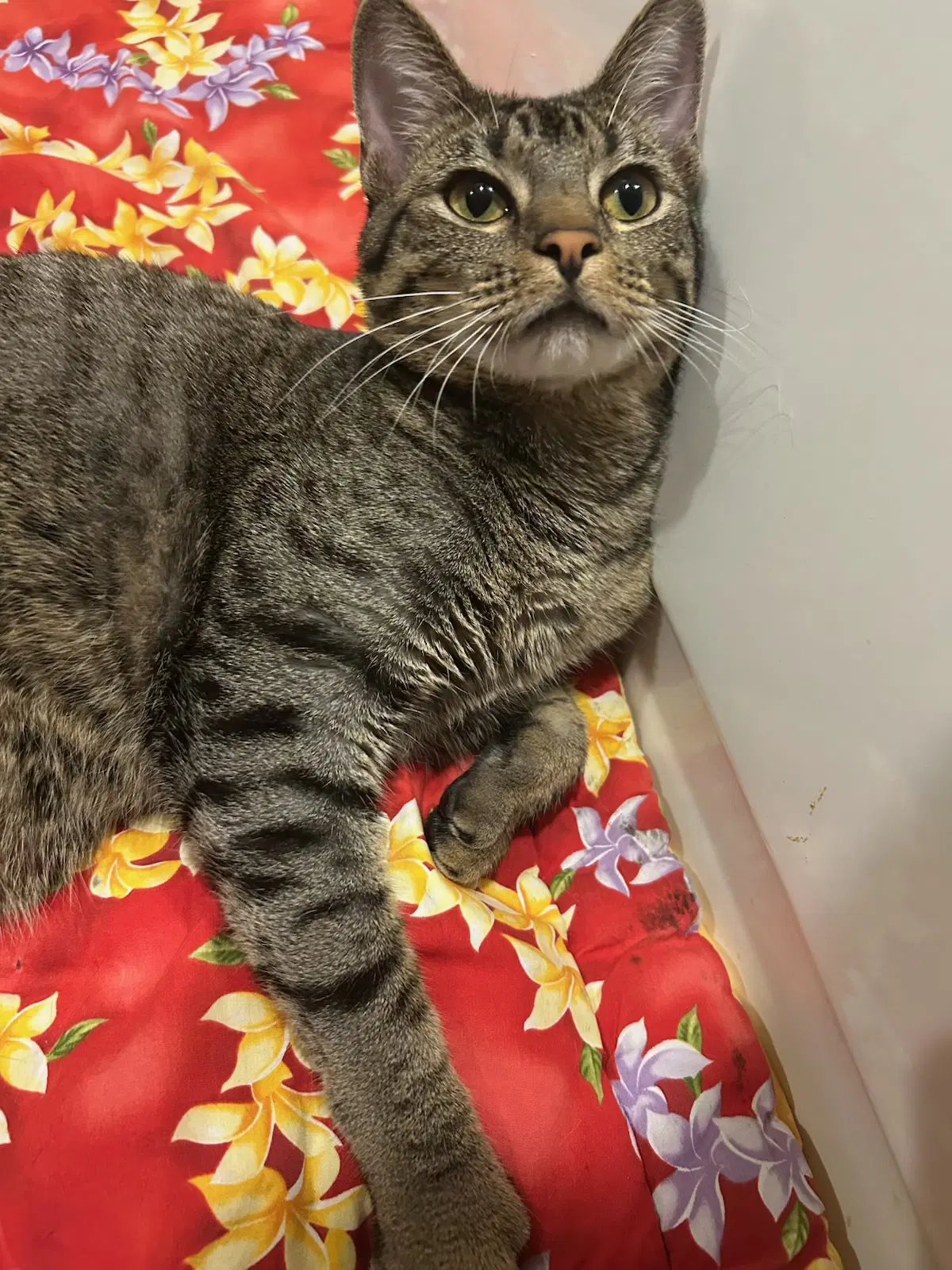 Thomasina - Domestic Short Hair