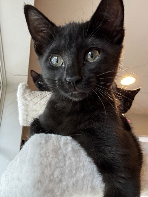 picture of the cat needing adoption