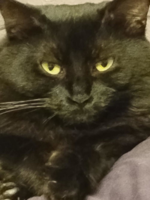 STAR. - Domestic Short Hair available for adoption