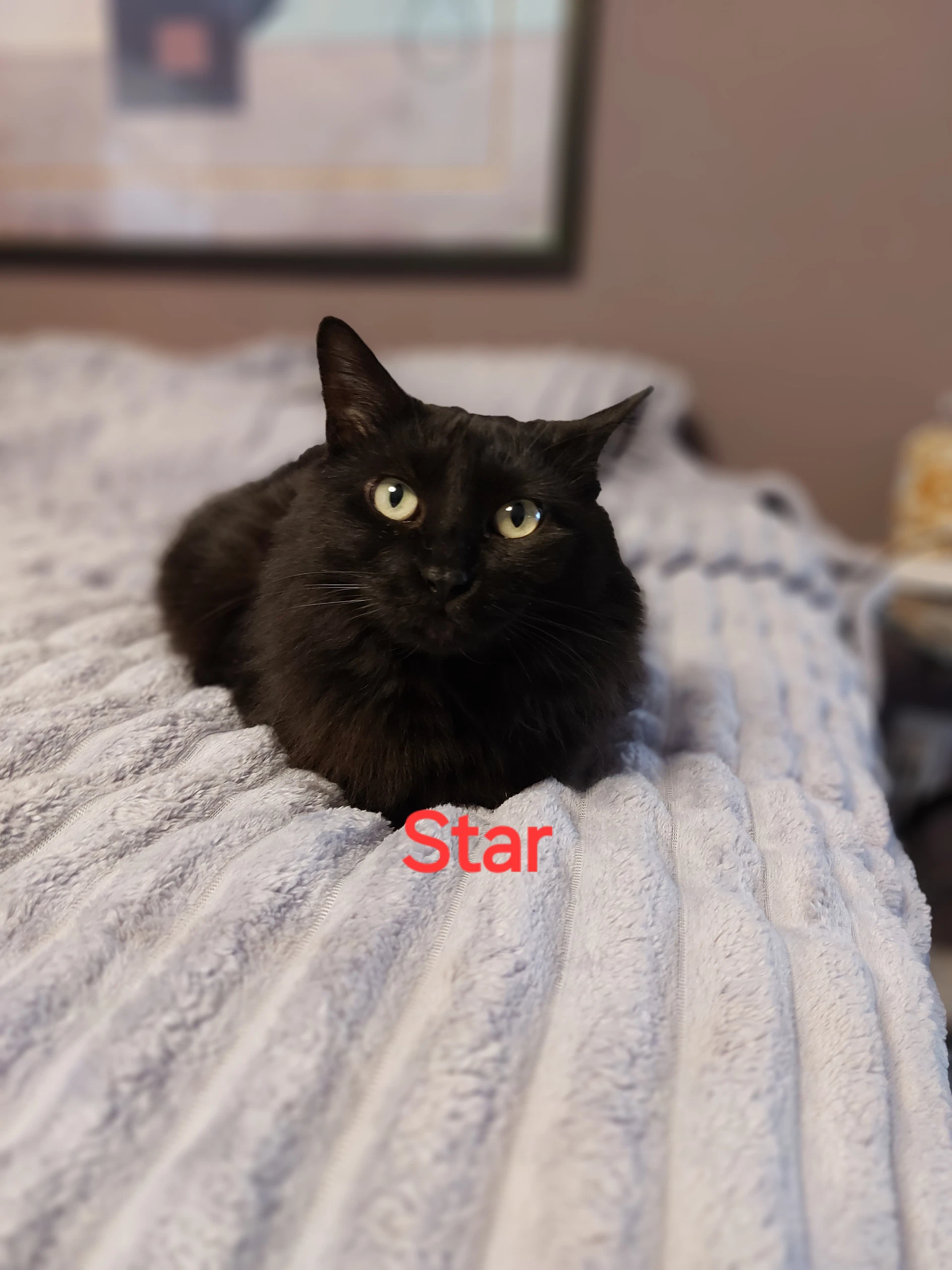 Star