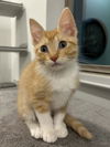 adoptable Cat in  named Ginger kid