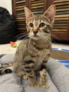 adoptable Cat in  named Swizzle Stick