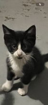 adoptable Cat in  named Tommy