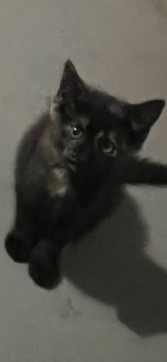 adoptable Cat in Dallas, TX named Gaby