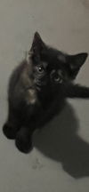 adoptable Cat in dallas, TX named Gaby
