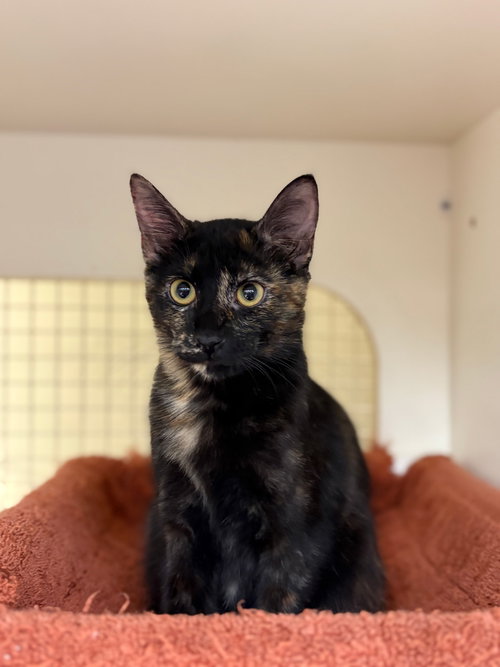 picture of the cat needing adoption