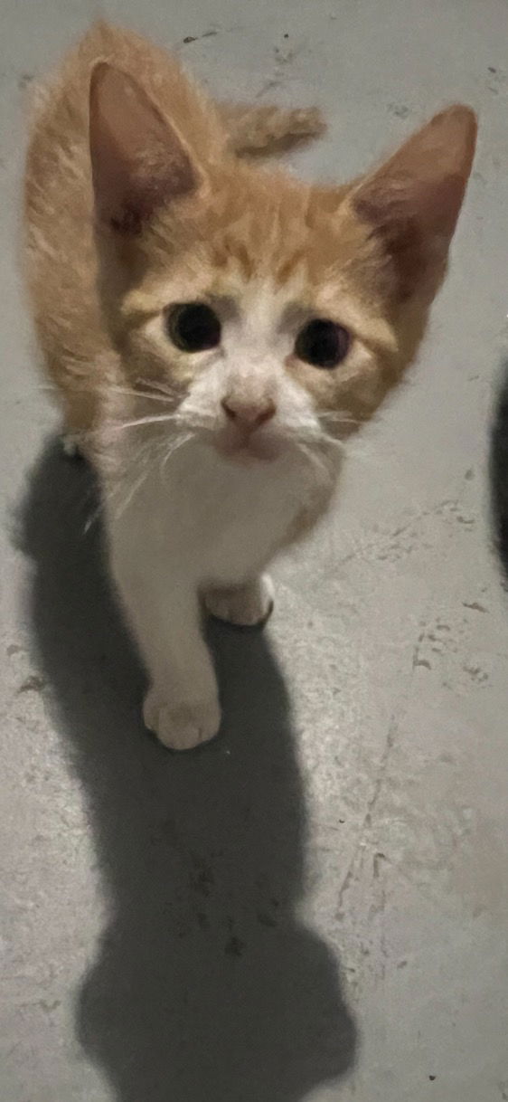 adoptable Cat in Dallas, TX named Leila