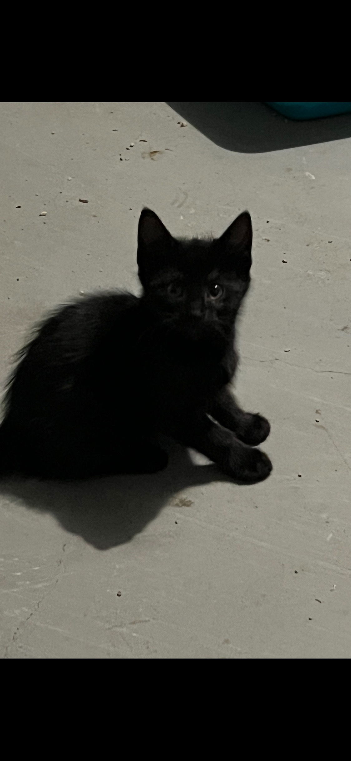 adoptable Cat in Dallas, TX named Luna
