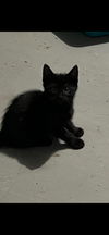 adoptable Cat in dallas, TX named Luna