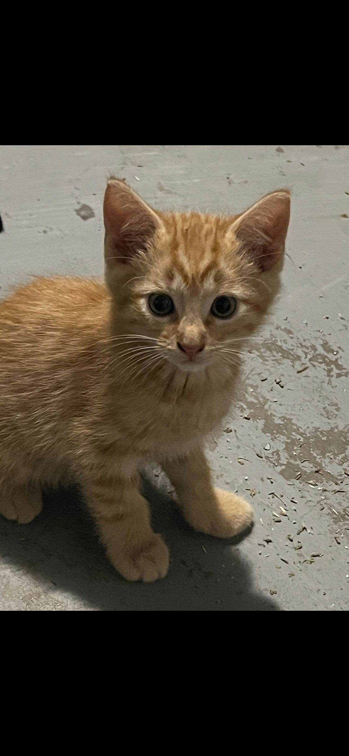 adoptable Cat in Dallas, TX named Jack