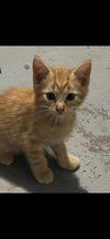 adoptable Cat in  named Jack