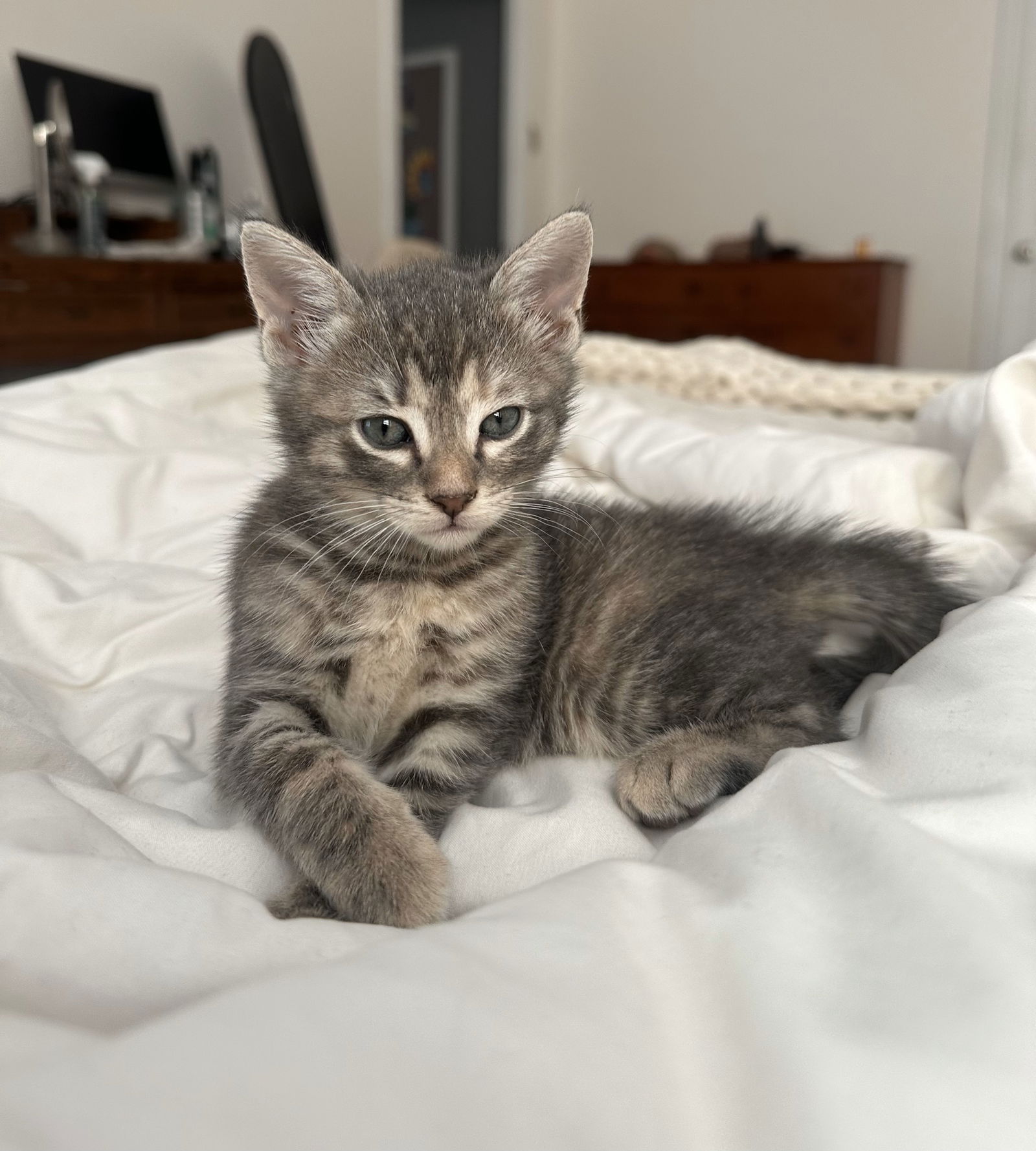 adoptable Cat in Dallas, TX named Hugs