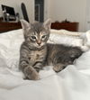 adoptable Cat in dallas, TX named Hugs