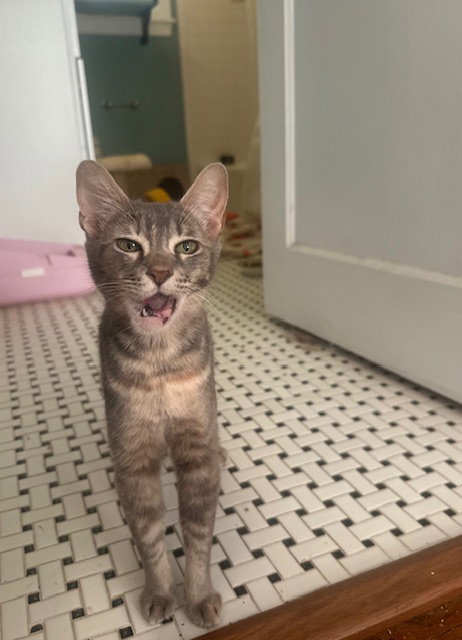 picture of the cat needing adoption