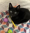 adoptable Cat in dallas, TX named Gomez