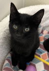 adoptable Cat in dallas, TX named Cousin Ophilia  (AKA) Lurch