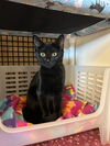 adoptable Cat in dallas, TX named Cousin Ophilia  (AKA) Lurch