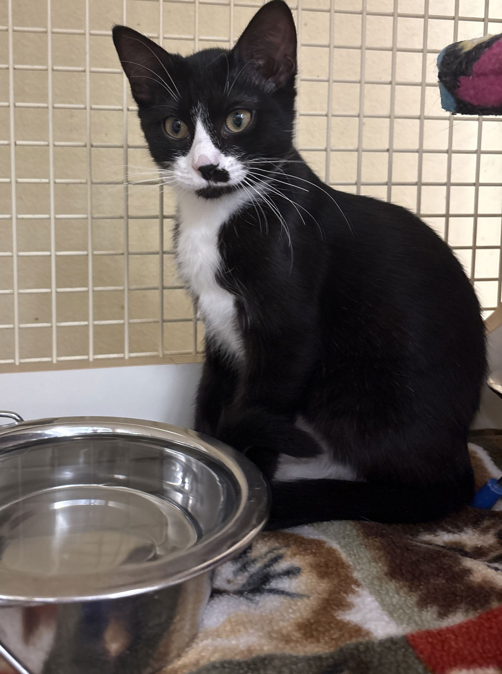 adoptable Cat in Dallas, TX named Quasar