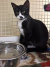 adoptable Cat in dallas, TX named Quasar