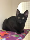 adoptable Cat in dallas, TX named Nebula